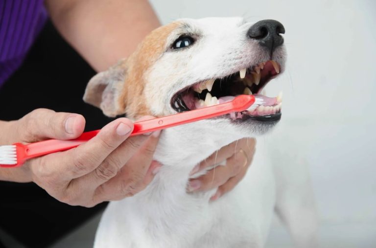 Dental Scaling for Dogs – The Untold Benefits